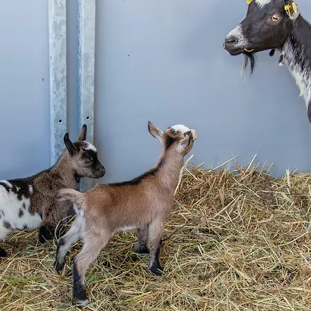 Appartement Palfengut *