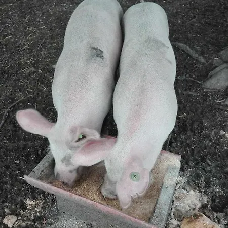 Palfengut Appartement *