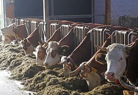 Appartement Palfengut Altenmarkt im Pongau