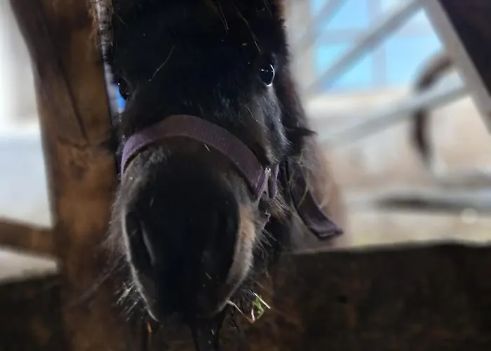 Apartment Palfengut Altenmarkt im Pongau